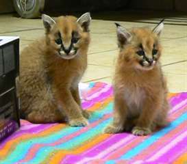 Superbe Chatons Caracal male et femelle a vendre