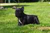 Très beaux chiots bouledogues français - photo 2
