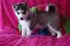Husky sibérien - photo 1