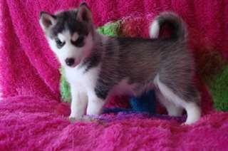 Husky sibérien