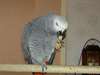 Perroquet Gris du Gabon m&#226;le avec sa cage &#224; donner - photo 1