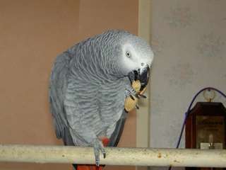 Perroquet Gris du Gabon m&#226;le avec sa cage &#224; donner