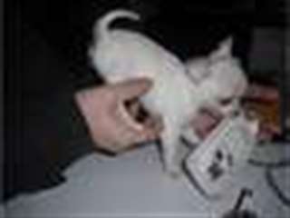 Chiot type chihuahua femelle à donner