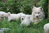 Magnifiques Chiots Samoyède Pure Race - photo 1