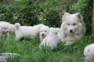 Magnifiques Chiots Samoyède Pure Race