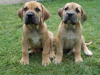 Chiots Boerboel enregistrés
