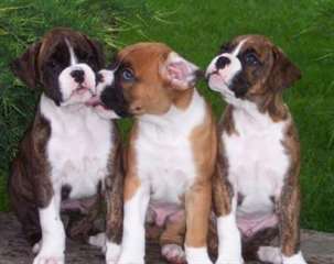 Belles boxeurs