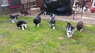 Chiots Malamute d’Alaska à vendre