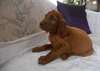 Chiots Setter Irlandais à vendre - photo 1