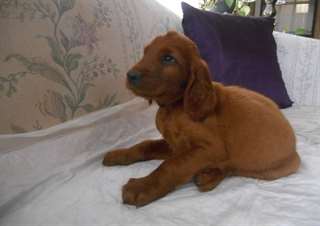 Chiots Setter Irlandais &#224; vendre