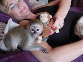 Magnifique B&#233;b&#233; singe Capucin 3 mois