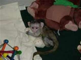 Donne charmant b&#233;b&#233;s singe capucin