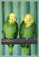 2 perroquet naque jaune disponible pou adoption