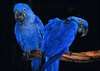 perroquets macaw Bleu pr&#234;t pour adoption - photo 1