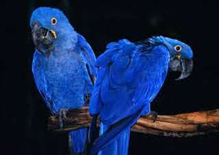 perroquets macaw Bleu pr&#234;t pour adoption