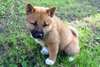 Chiots Shiba Inu 1 femelle et 1 male - photo 1