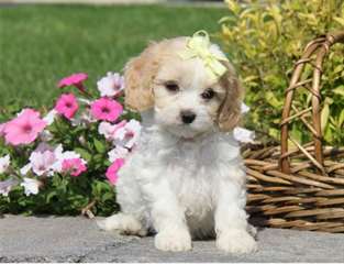 Deux chiots Cavapoo &#224; vendre.