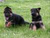 Chiens de race allemande disponibles pour adoption - photo 1