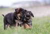 Chiens de race allemande disponibles pour adoption - photo 2