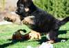 Chiens de race allemande disponibles pour adoption - photo 3