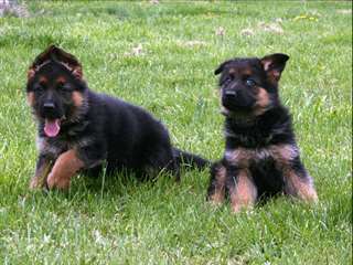 Chiens de race allemande disponibles pour adoption