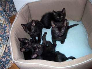 Magnifiques chatons bombay obéissants,disponible