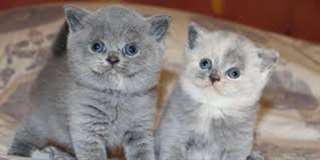 Chats de race British Shorthair de 3mois