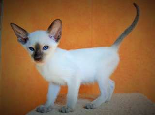 chatons siamois orientaux