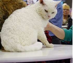 Disponible des tr&#232;s rare chaton Rex allemand,