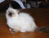 Nos chatons sacré de Birmanie sont disponible - photo 1