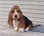 Chiots basset hound pour adoption Disponible - photo 1