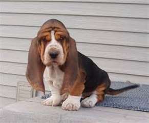 Chiots basset hound pour adoption Disponible