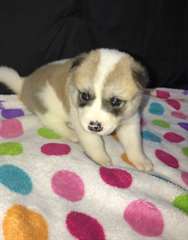 Chiots Akita a vendre