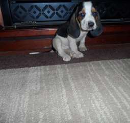 Chiots Basset Hound a vendre
