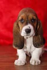 Magnifique chiots basset hound a donner