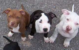 Chiots American staffordshire terrier a donner