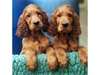 Chiots setter irlandais a donner disponible - photo 1
