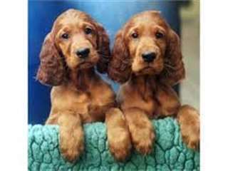 Chiots setter irlandais a donner disponible