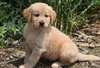 chiots golden retriever disponible - photo 1