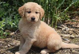 chiots golden retriever disponible