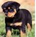 Tr&#232;s beaux chiots rottweileur de 3 mois - photo 1