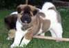 Chiots akita pour adoption urgent - photo 1