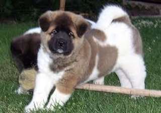 Chiots akita pour adoption urgent