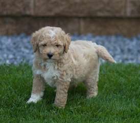 Chiots bichapoo a donner A réserver