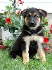 chiots berger allemand a donner