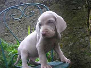 Magnifique chiots Braque de Weimar a donner