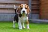 Chiots Beagle pour adoption mâle et femelle - photo 1