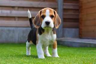 Chiots Beagle pour adoption mâle et femelle