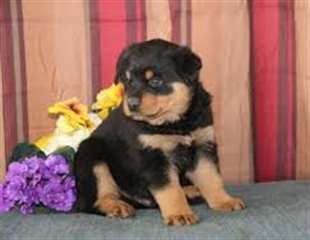 Chiots rottweiler mâle et femelle pour adoption
