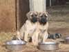 Chiots mastiff anglais pour adoption .. - photo 1